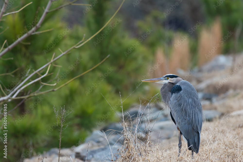 Blue Heron standing still on the banks of a river.