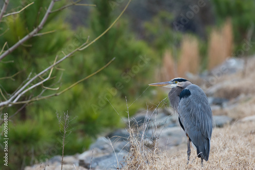 Obraz na płótnie Blue Heron standing still on the banks of a river. w salonie
