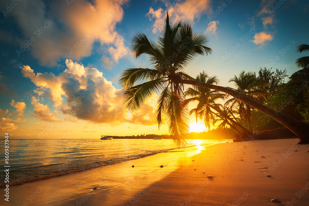 Palm and tropical beach in Punta Cana, Dominican Republic - obrazy, fototapety, plakaty 