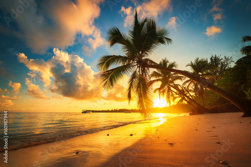 Fototapeta Naklejka Na Ścianę i Meble - Palm and tropical beach in Punta Cana, Dominican Republic