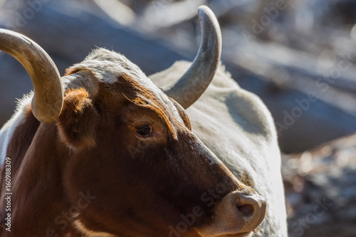 Obraz na płótnie Bullseye Texas Longhorn w salonie