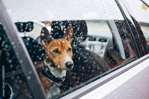 Close up with selective focus of lonely emotional basenji breed puppy patiently waiting for his owner inside car, with rain drops on window