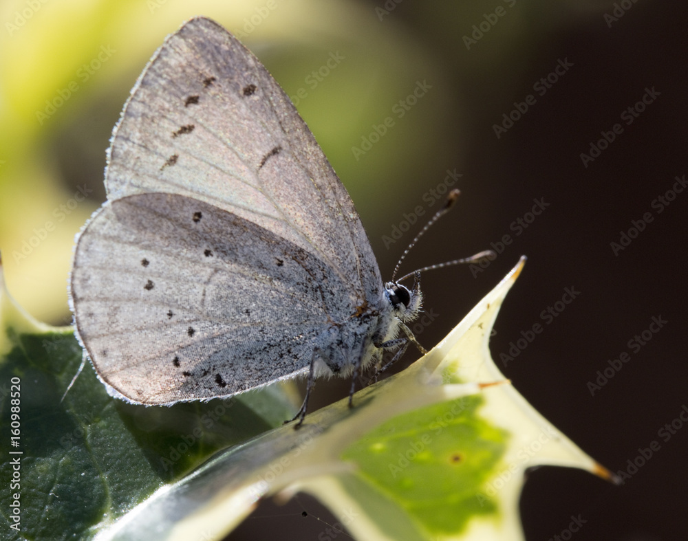 Holly Blue Butterfly (Celastrina argiolus) Holly Blue Butterfly (Celastrina argiolus)