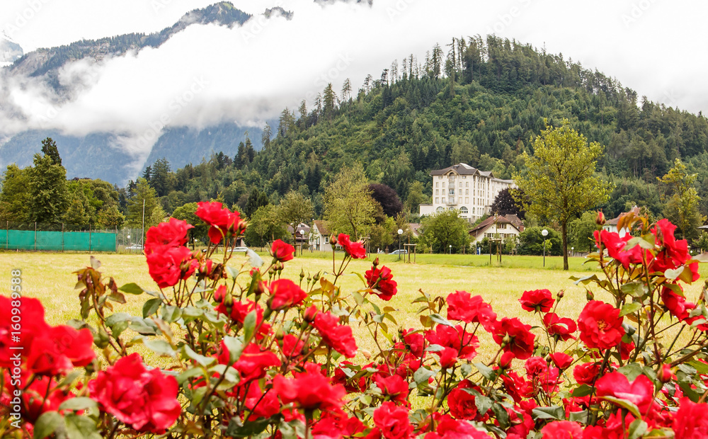A rose garden in an open field in Interlaken with a view of hotel, house and mountains covered by clouds as a background