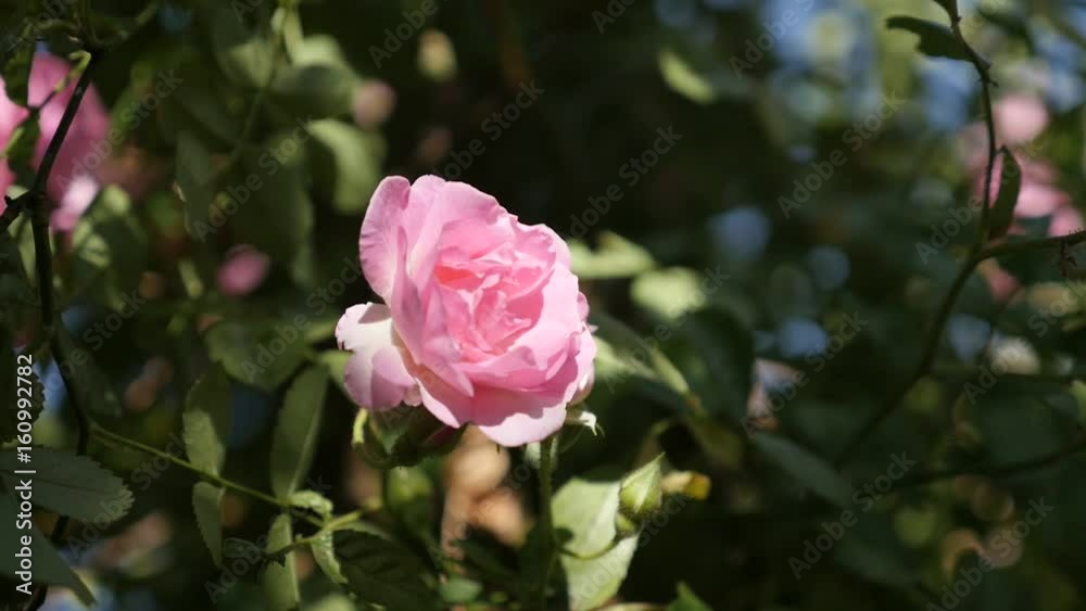 Slow motion Rosa spring flower shallow DOF 1080p FullHD footage - Miniature rose hybrid plant in the garden slow-mo 1920X1080 HD video Slow motion Rosa spring flower shallow DOF 1080p FullHD footage - Miniature rose hybrid plant in the garden slow-mo 1920X1080 HD video