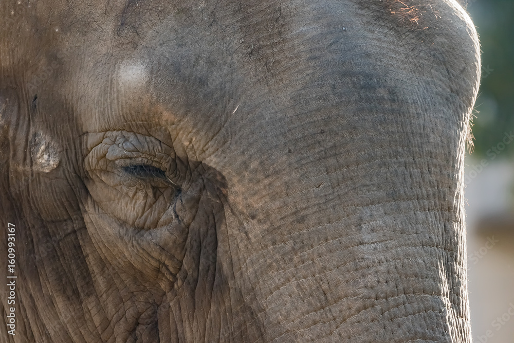 Fototapeta premium ゾウ 