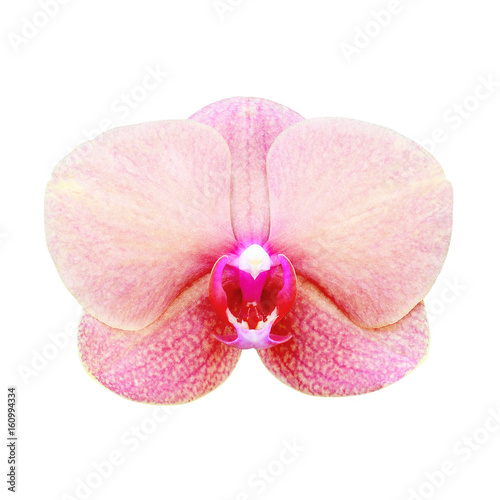 orange orchid isolated on white background