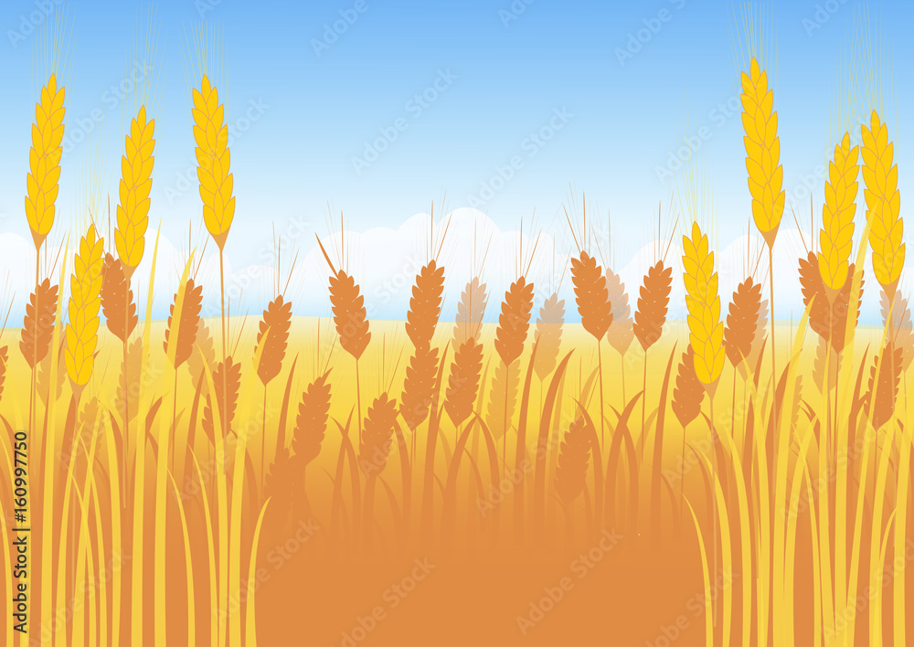 Wheat field on a background of blue sky with cumulus clouds Wheat field on a background of blue sky with cumulus clouds