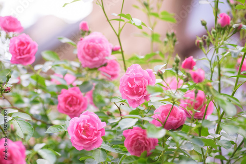 rose bush flowers