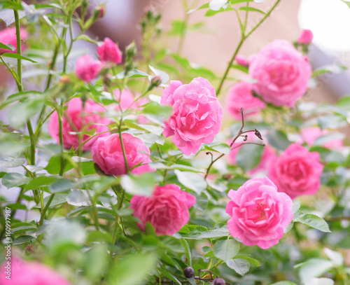rose bush flowers