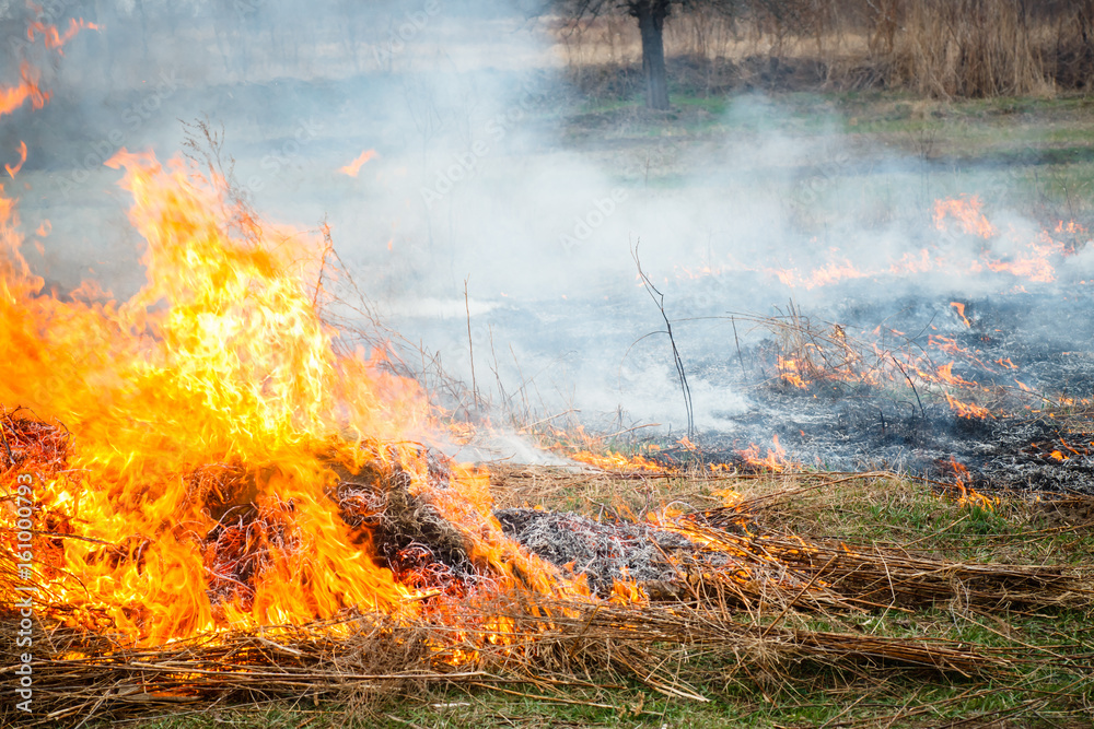 Burning old dry grass in garden. Сause of forest fires. Destruction of green spaces.