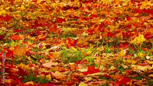 Orange, red and yellow leaves of maple and oak sway with the wind on green grass during the leaf fall.