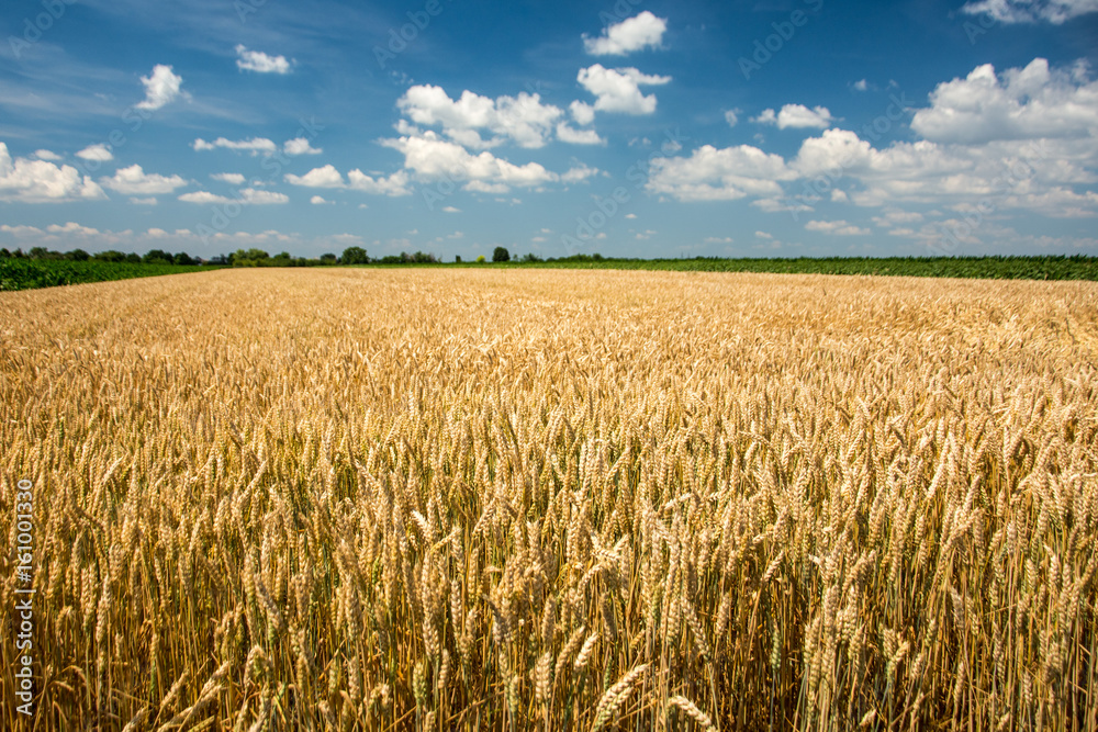 Fototapeta premium Yellow wheat field with blue sky full of white clouds