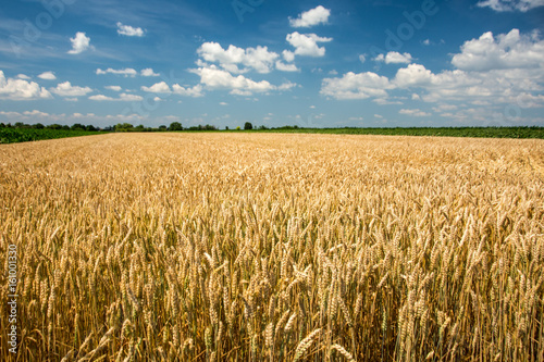 Yellow wheat field with blue sky full of white clouds