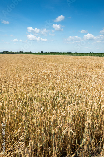 Yellow wheat field with blue sky full of white clouds