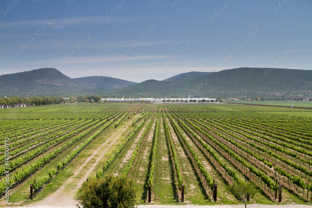 vineyard in Querétaro, México