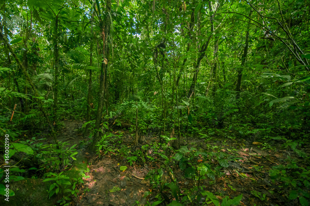 Inside of the amazonian Jungle, surrounding of dense vegetation in the Cuyabeno National Park, South America Ecuador