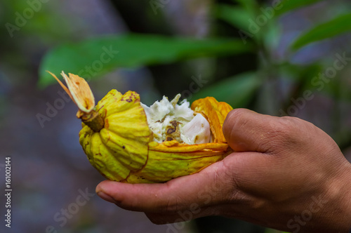 Close up of fresh Cocoa fruit in farmers hands. Organic cacao fruit - healthy food. Cut of raw cocoa inside of the amazon rainforest in Cuyabeno National Park in Ecuador photo