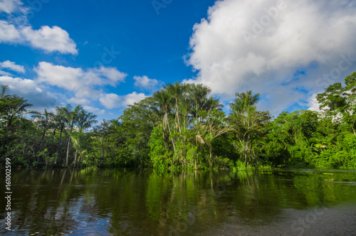 Dense vegetation on Cuyabeno river inside of the amazon rainforest in Cuyabeno Wildlife Reserve National Park  South America Ecuador