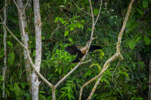 Anhinga or snakebird sittting over a branch, inside of the amazon rainforest in the Cuyabeno National Park in Ecuador