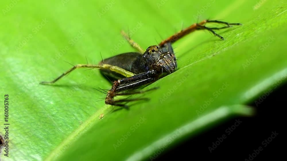 Spider on green leaves in tropical rain forest. Spider on green leaves in tropical rain forest.
