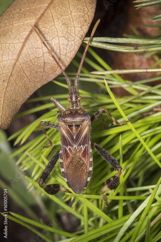 leptoglossus occidentalis photo