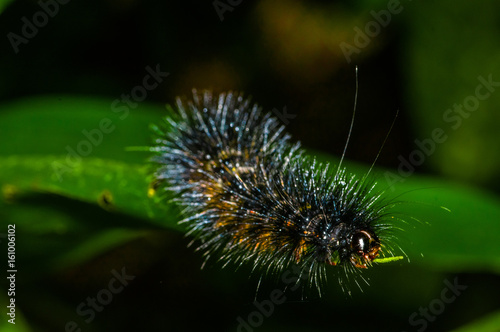 Black and orange hairy caterpillar over a green leaf insideof the amazon rainforest in Cuyabeno National Park, in Ecuador © Fotos 593