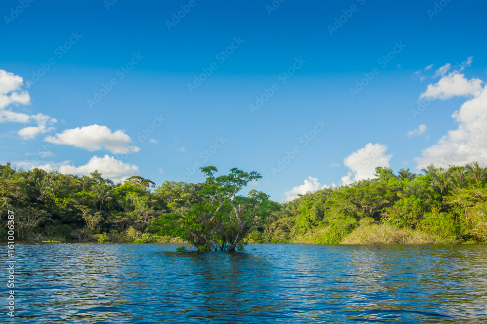 Water trees found in tropical and subtropical tidal areas, Cuyabeno Wildlife Reserve National Park, in Ecuador, in a sunny day Water trees found in tropical and subtropical tidal areas, Cuyabeno Wildlife Reserve National Park, in Ecuador, in a sunny day