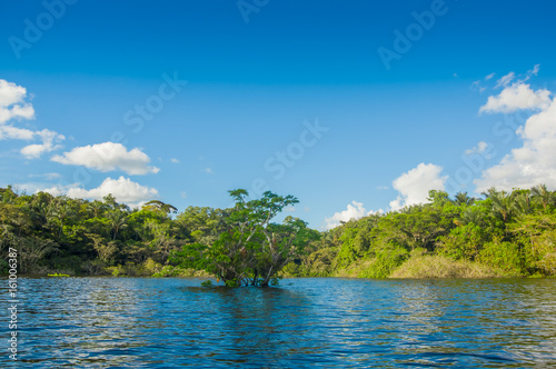 Water trees found in tropical and subtropical tidal areas, Cuyabeno Wildlife Reserve National Park, in Ecuador, in a sunny day