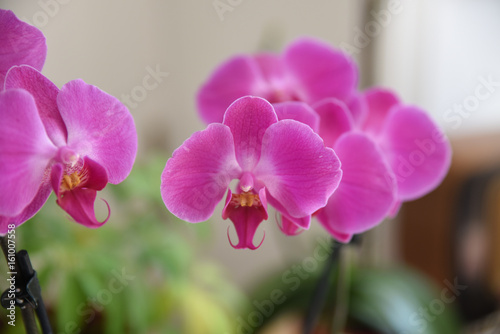 orchidea  fiore  fiori pianta viola roso 
