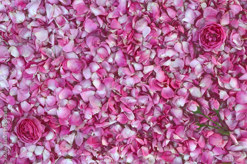 Plakat Tło płatki róż. Kwiaty róży na tle Wiele różowe płatki róż gęsto ułożone w tle