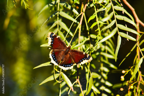 Mourning Cloak Butterfly photo