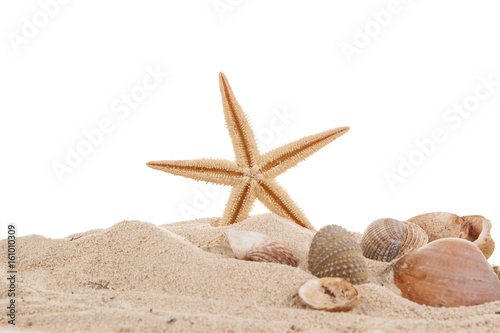 Sea starfish on beach in sand.