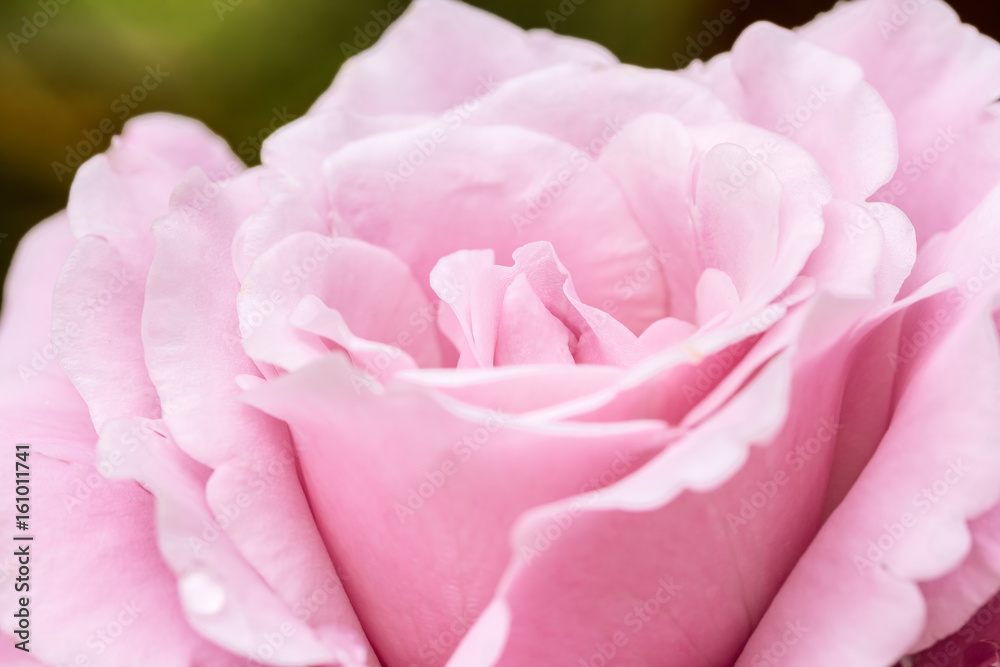 Petals of pink roses in the garden, macro Petals of pink roses in the garden, macro