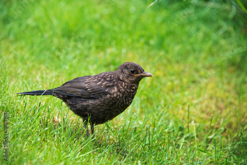 Close up of a baby blackbird in a garden in the UK