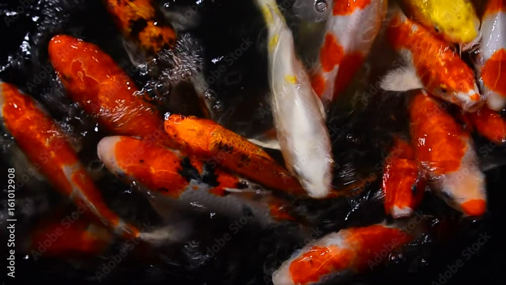 Japan Koi Carp,Colorful fancy fish.is swimming. Japan Koi Carp,Colorful fancy fish.is swimming.