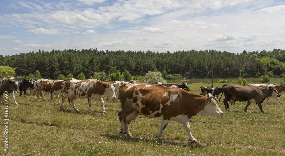 A cow with brown and white wool grazes on a green meadow