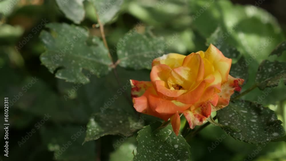 Orange woody perennial plant of the genus Rosa 4K 2160p 30fps UltraHD footage - Orange garden Rose flower blossom close-up 3840X2160 UHD video Orange woody perennial plant of the genus Rosa 4K 2160p 30fps UltraHD footage - Orange garden Rose flower blossom close-up 3840X2160 UHD video