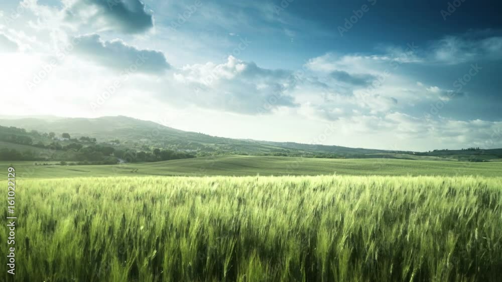 wheat field in Tuscany, Italy