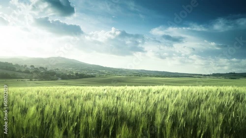 wheat field in Tuscany, Italy