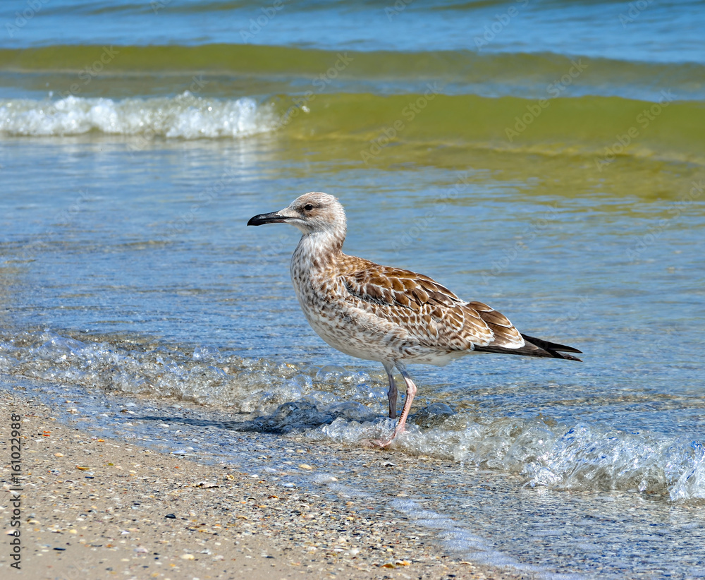 Large Black Sea seagulls in the natural habitat. Large Black Sea seagulls in the natural habitat.
