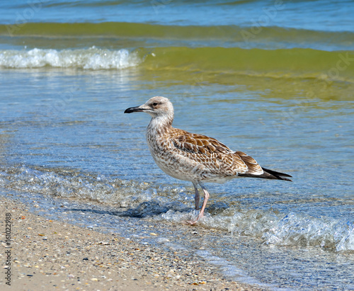 Large Black Sea seagulls in the natural habitat.