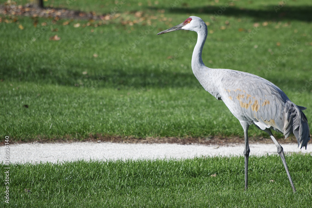 Fototapeta premium Sandhill Crane.