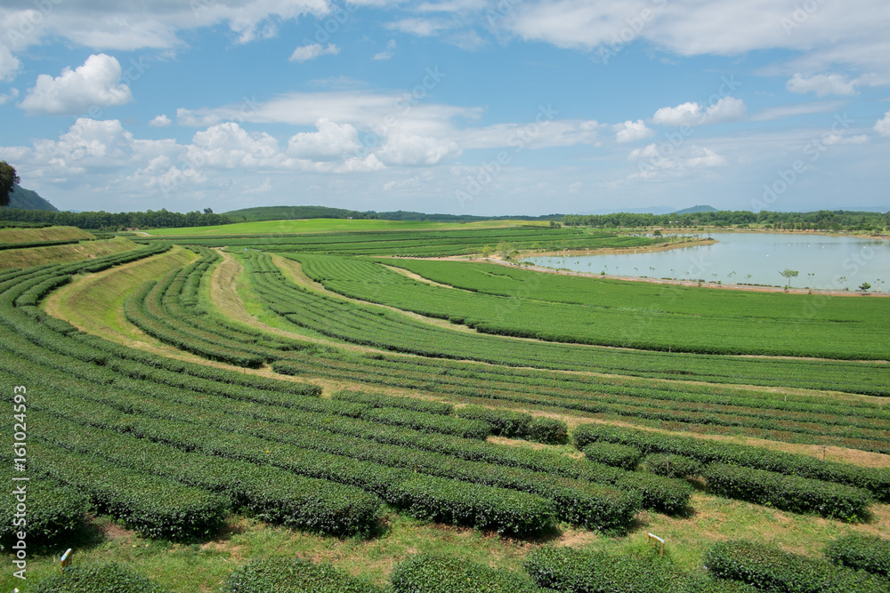 Tea farm at Singha Park Chiang Rai, Thailand. Tea farm at Singha Park Chiang Rai, Thailand.