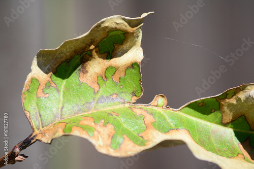 Close up of dying leaf with spider web