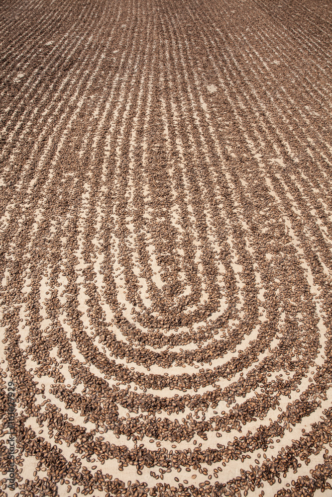 Fototapeta premium Watermelon seeds drying in sun
