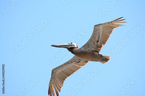 Close up of pelican flying against blue sky