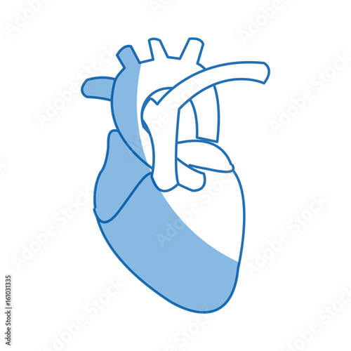 human heart anatomy cardiology healthcare symbol vector illustration