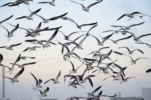 Flock of seagulls swarming