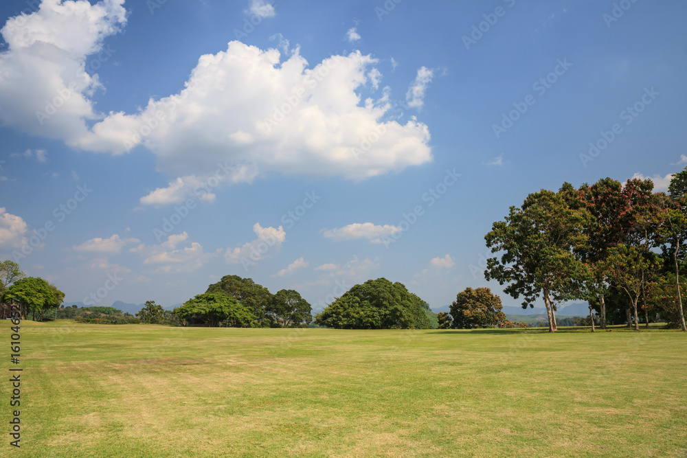 Green grass field.
